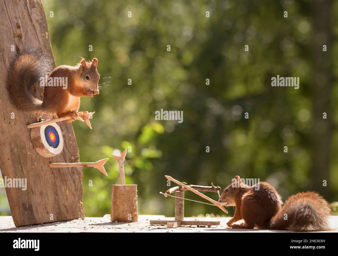 red squirrels and with a catapult and target Stock Photo Alamy