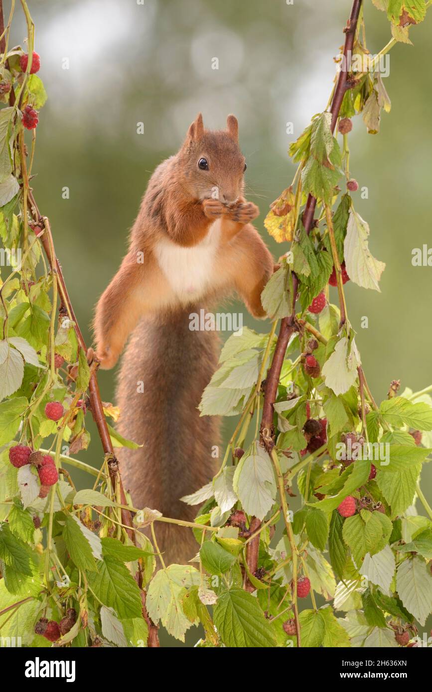 red squirrel is standing between raspberries branches Stock Photo Alamy