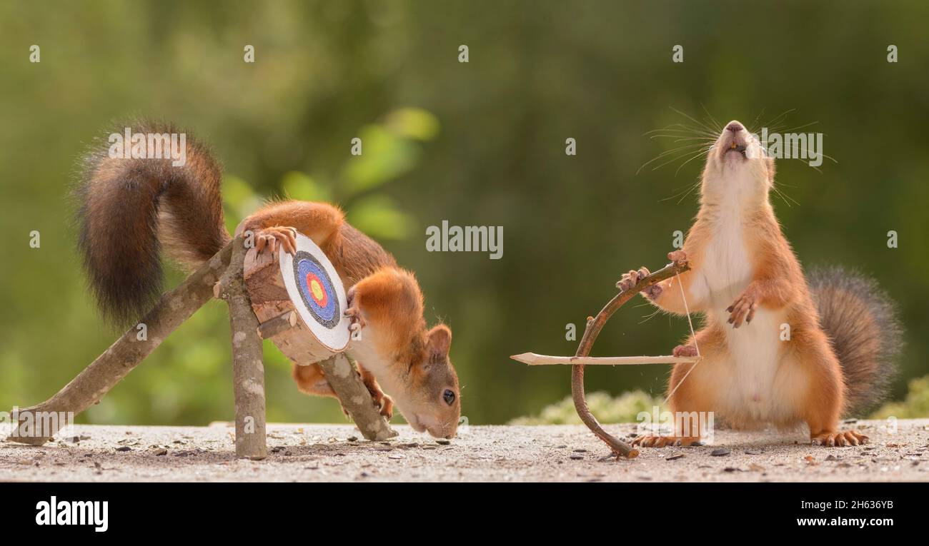 red squirrels holding a bow and arrow with target Stock Photo
