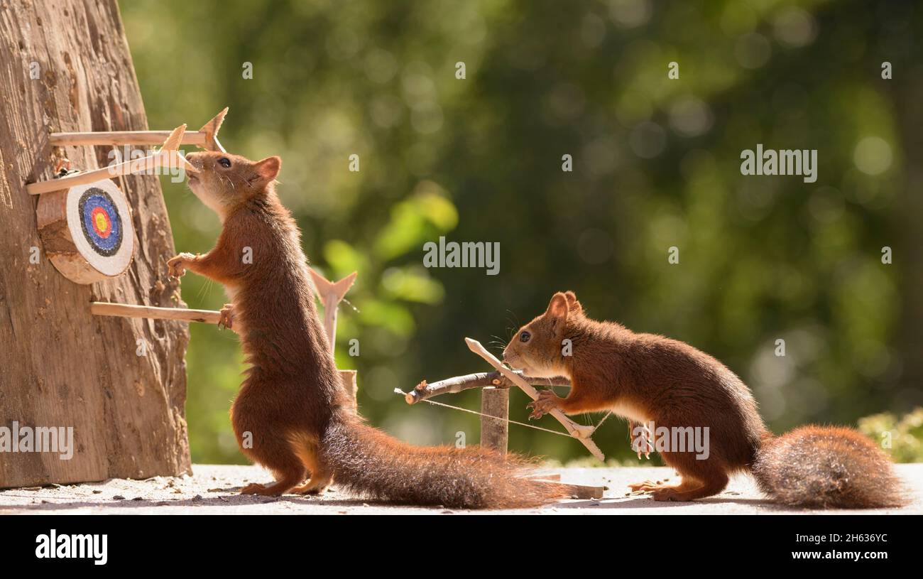 red squirrels holding a catapult with target sports Stock Photo