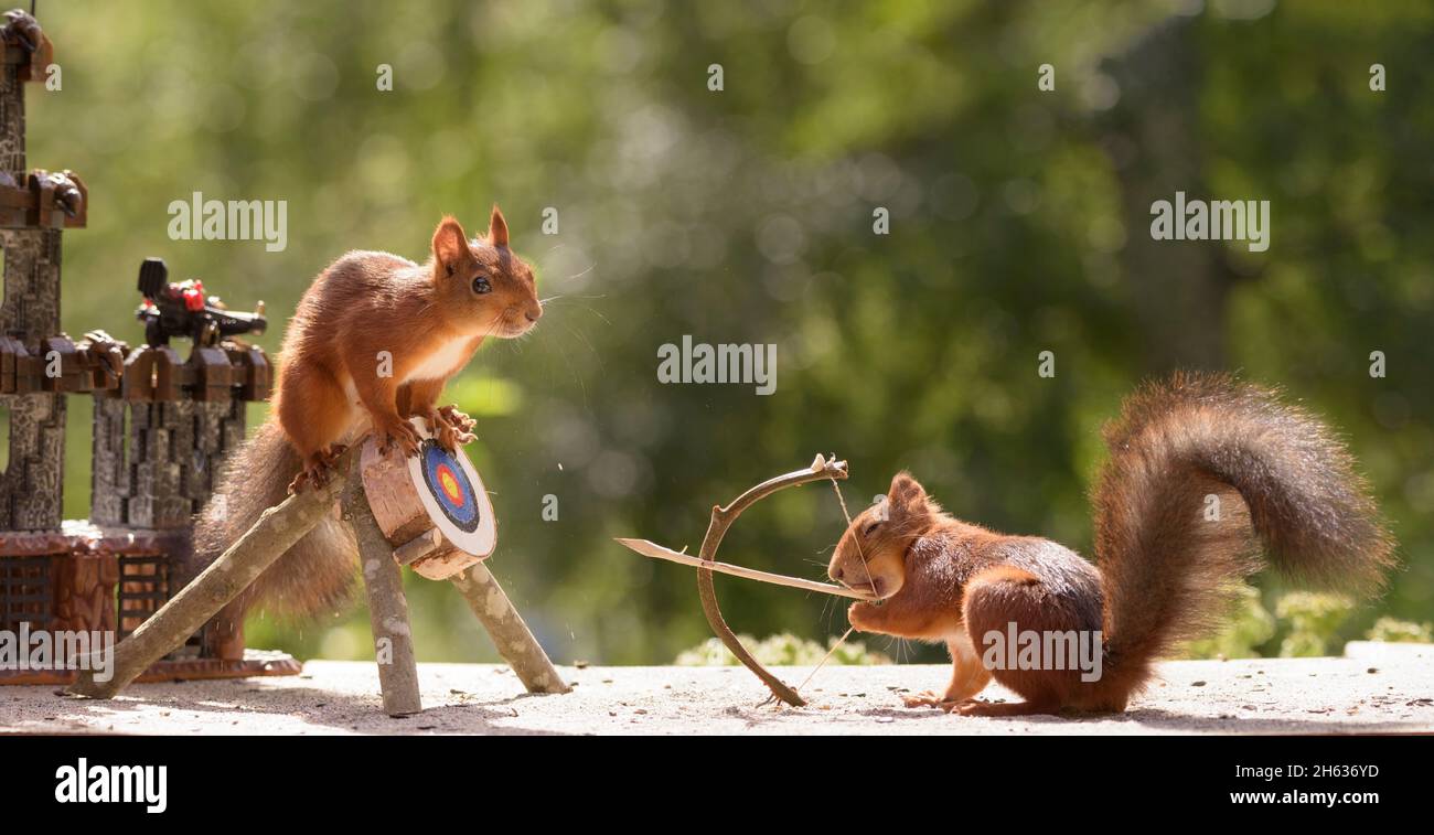 red squirrels with a bow and arrow with target Stock Photo