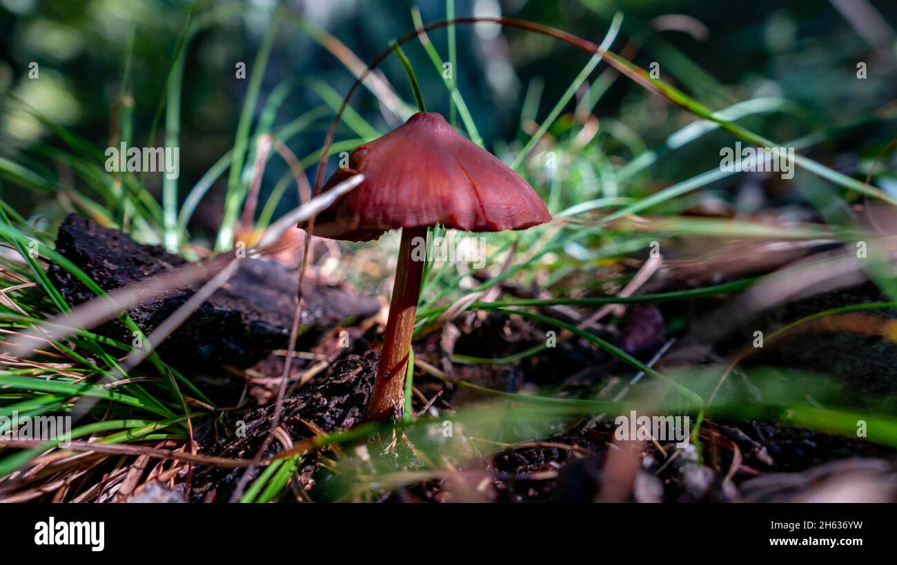 Close-up shot of a brown Entoloma vernum mushroom grown in the forest Stock Photo