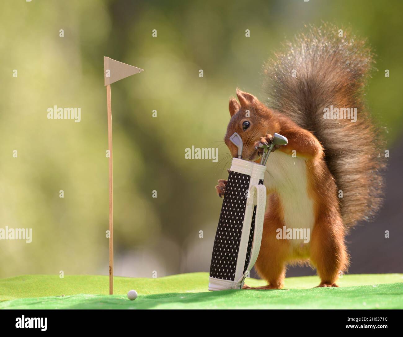 red squirrel taking out golf clubs from a golf bag Stock Photo