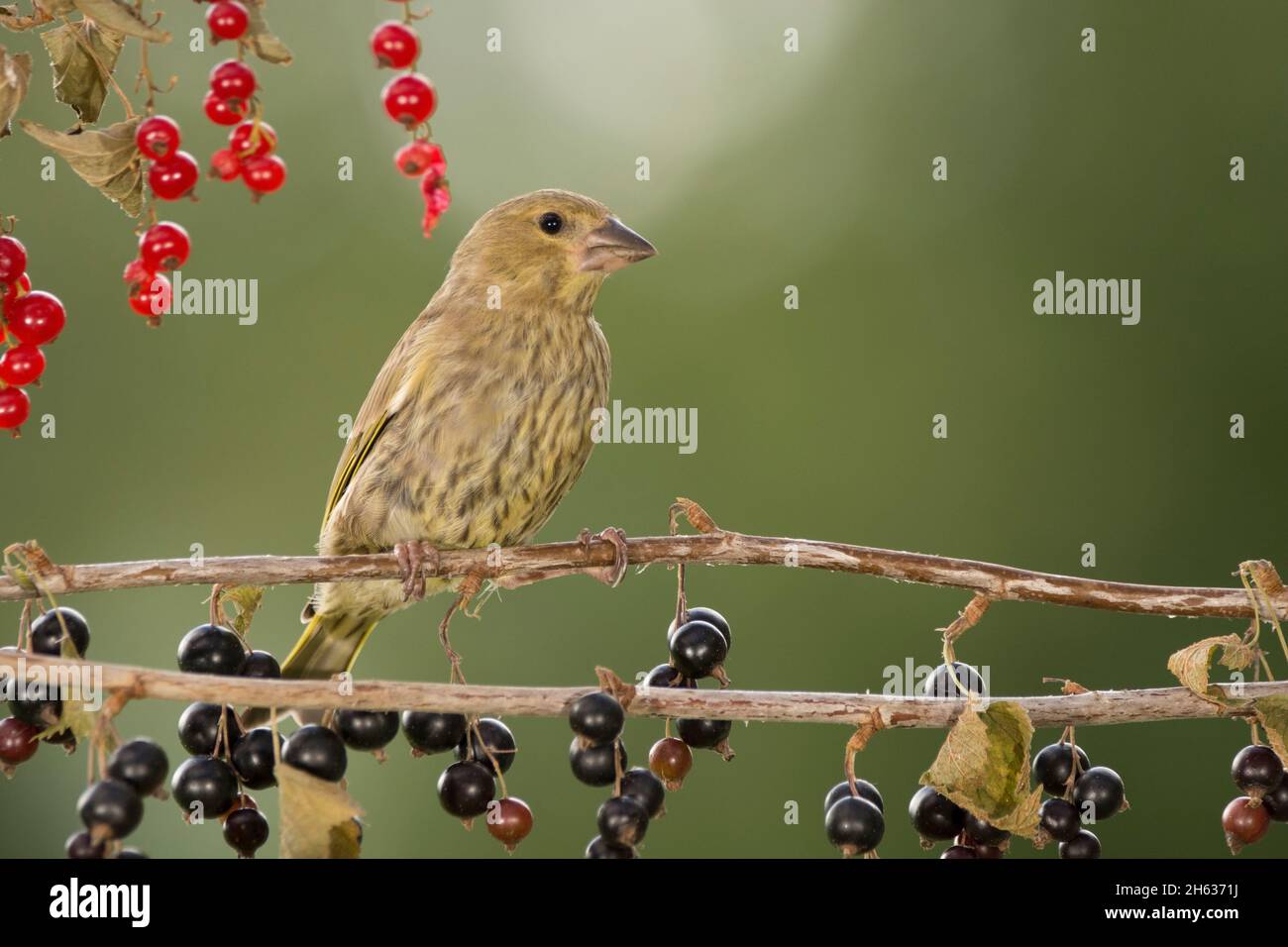 greenfinch is standing on black currant branches Stock Photo