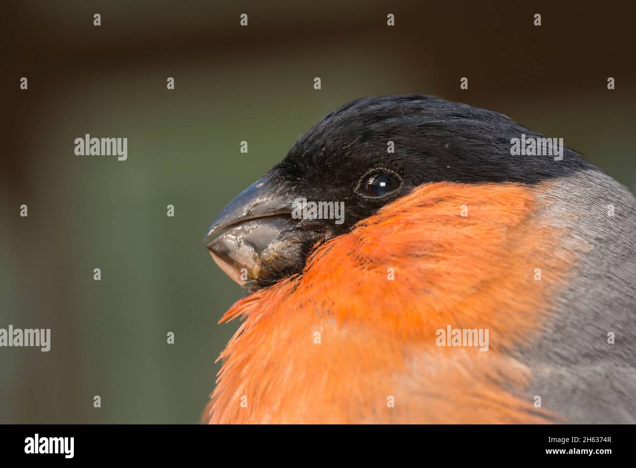extreme close up of male bullfinch Stock Photo