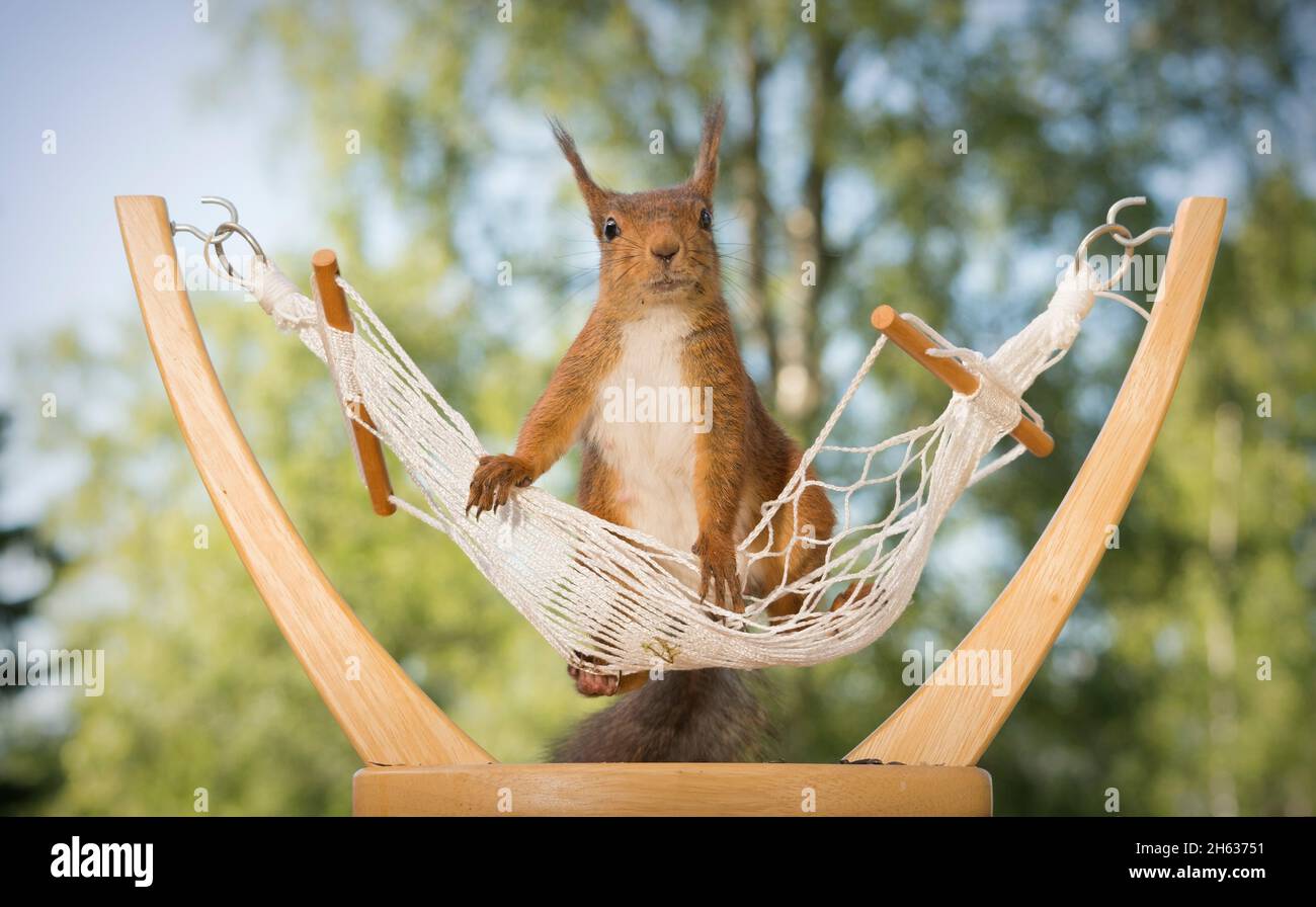 red squirrel on a hammock Stock Photo Alamy