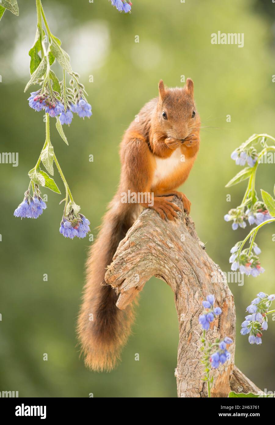 red squirrel standing on a trunk with blue flowers Stock Photo