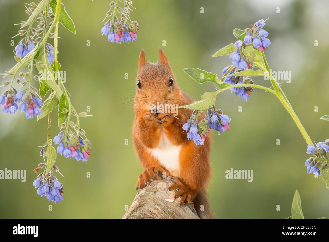red squirrel standing on a trunk with blue flowers looking at the viewer Stock Photo