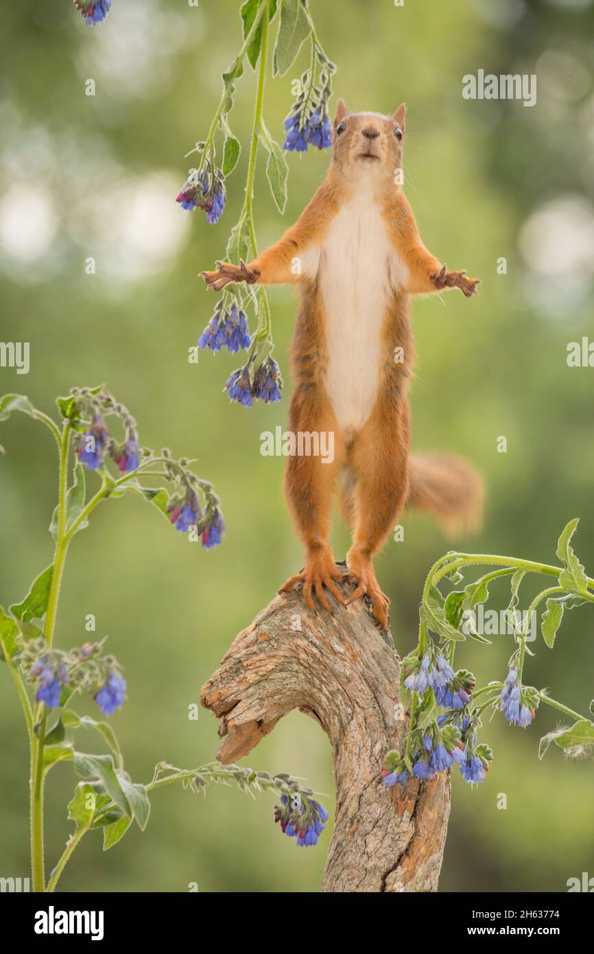 close up of red squirrel standing on tree trunk with blue flowers Stock Photo