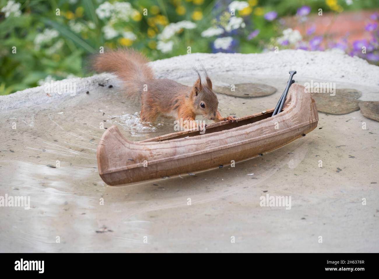close up of red squirrel standing in water holding a canoe with paddles Stock Photo