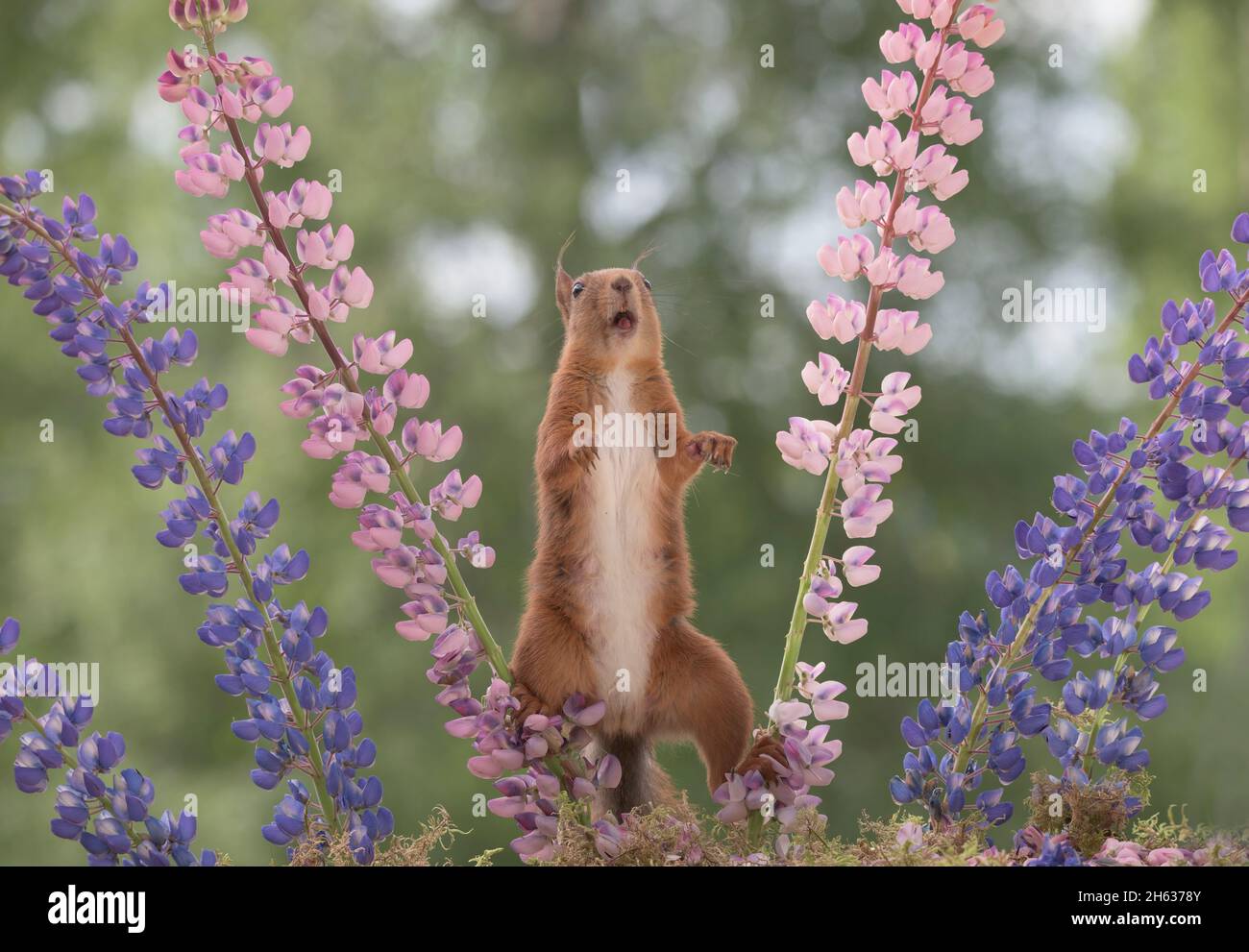 Red squirrel balancing between 2 lupines with open mouth hires stock