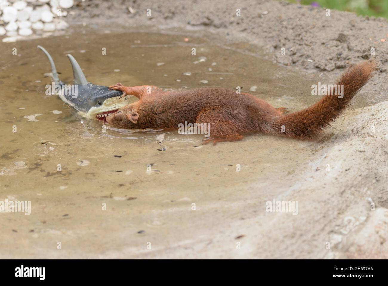 close up of red squirrel standing in water holding a shark Stock Photo