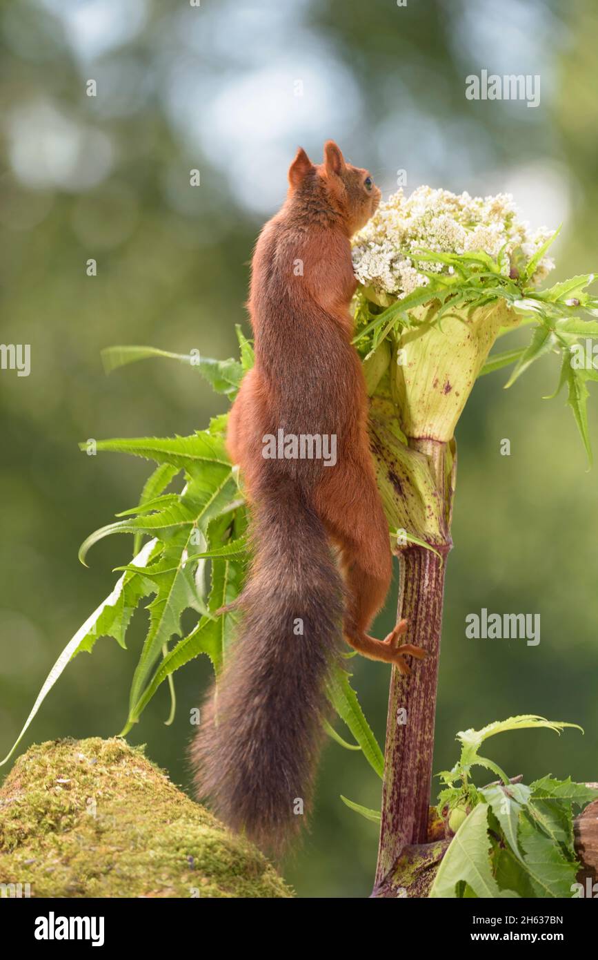 red squirrel climbing a giant hogweed Stock Photo