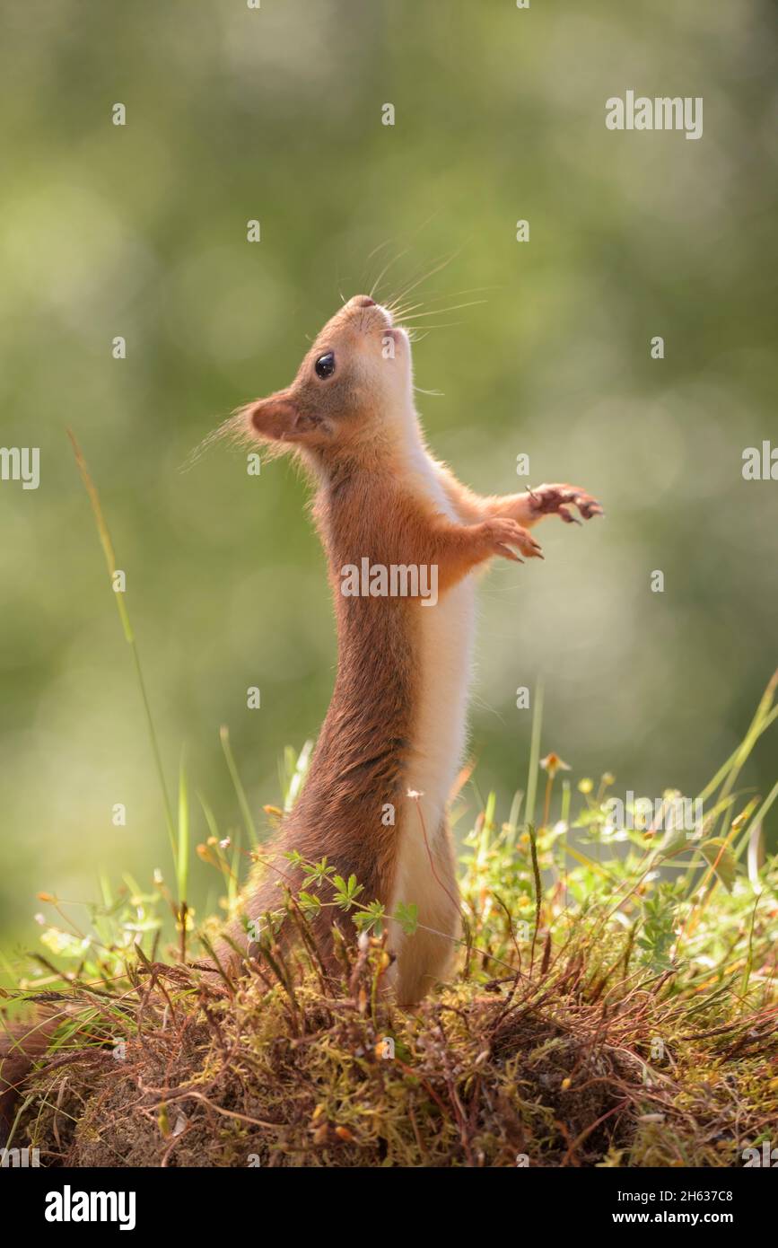 red squirrel on moss looking and standing up Stock Photo