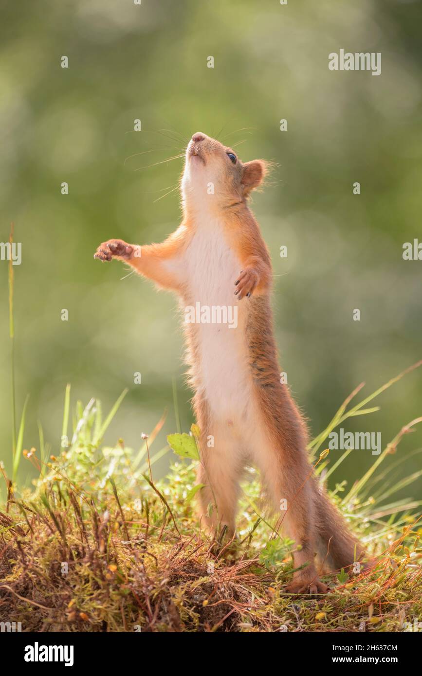 red squirrel on moss looking and standing up Stock Photo