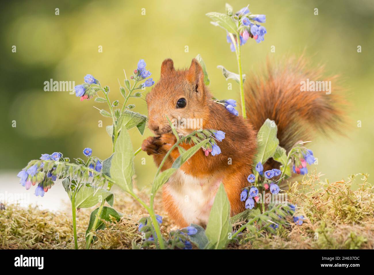 red squirrel between blue flowers Stock Photo