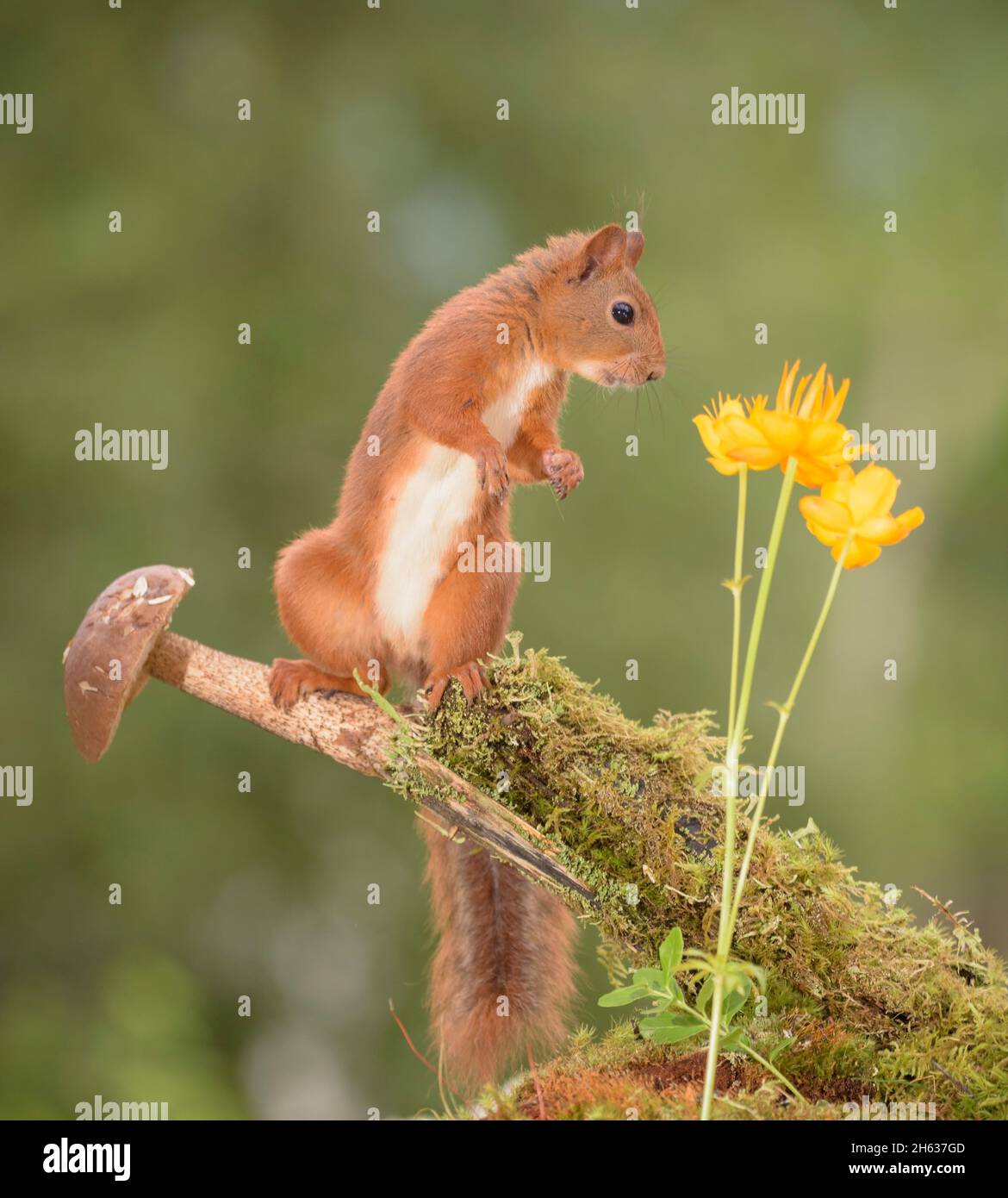red squirrel standing on a mushroom with yellow globeflowers Stock Photo