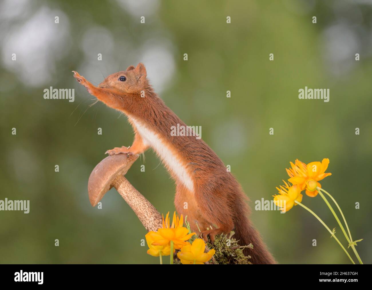 red squirrel touching a mushroom with yellow globeflowers reaching Stock Photo