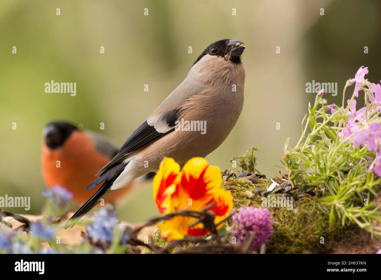 close up of female bullfinch standing with barbed wire,moss and flowers Stock Photo