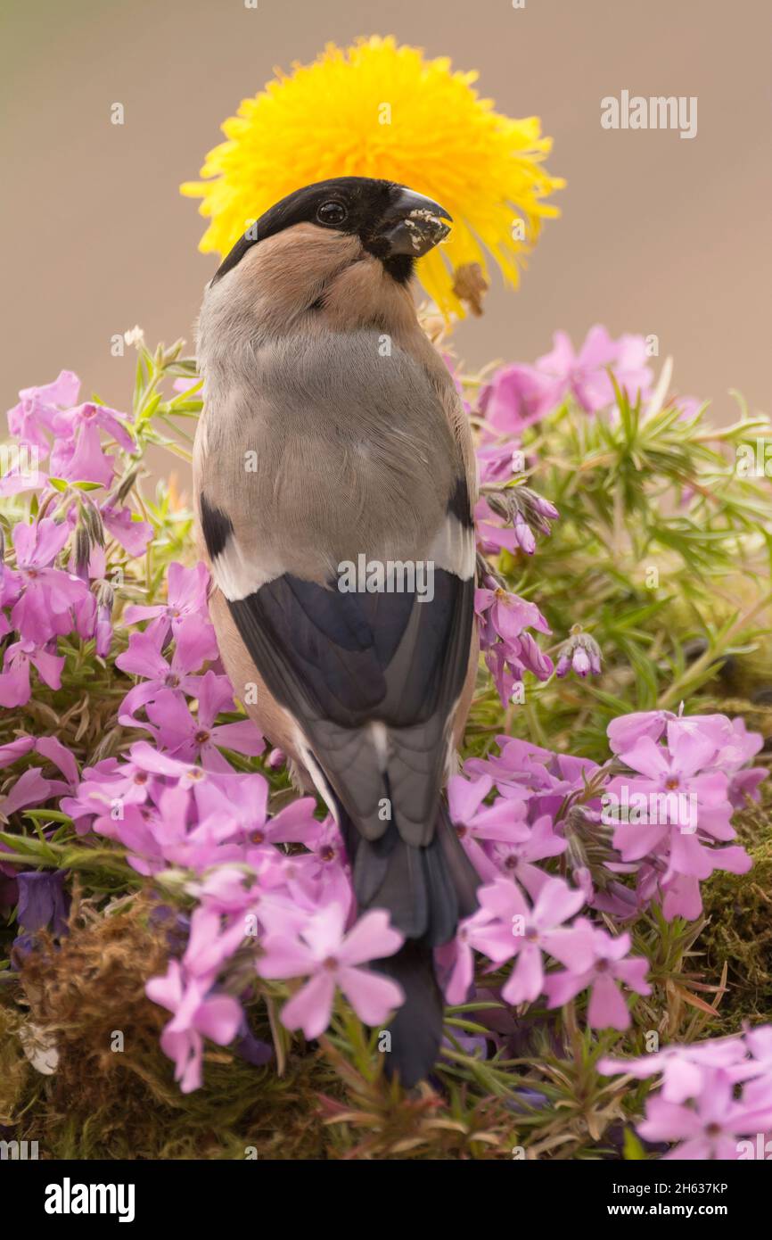 close up of female bullfinch standing flowers with dandelion behind Stock Photo