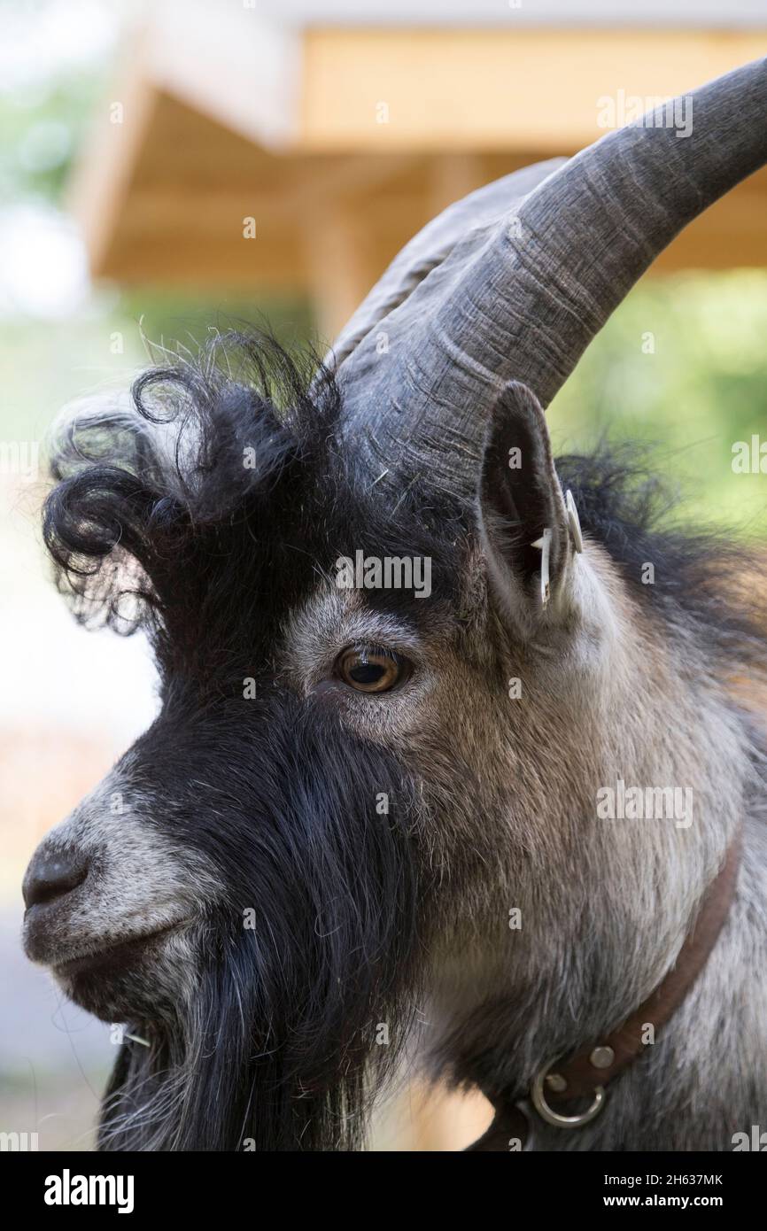 tup goat from the north of sweden Stock Photo