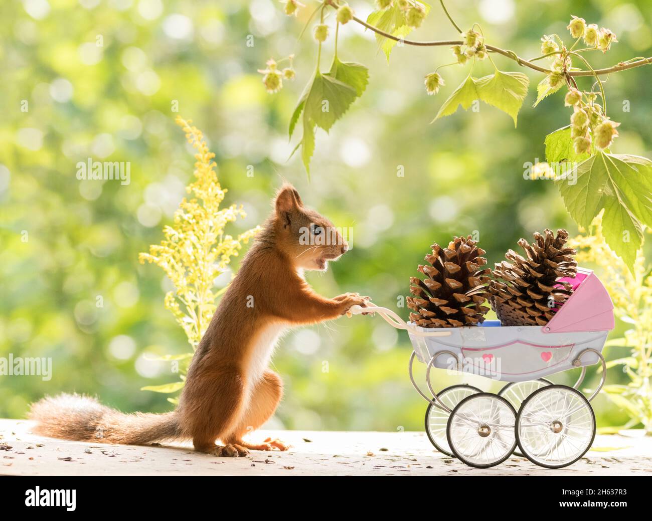 red squirrel standing with an stroller Stock Photo