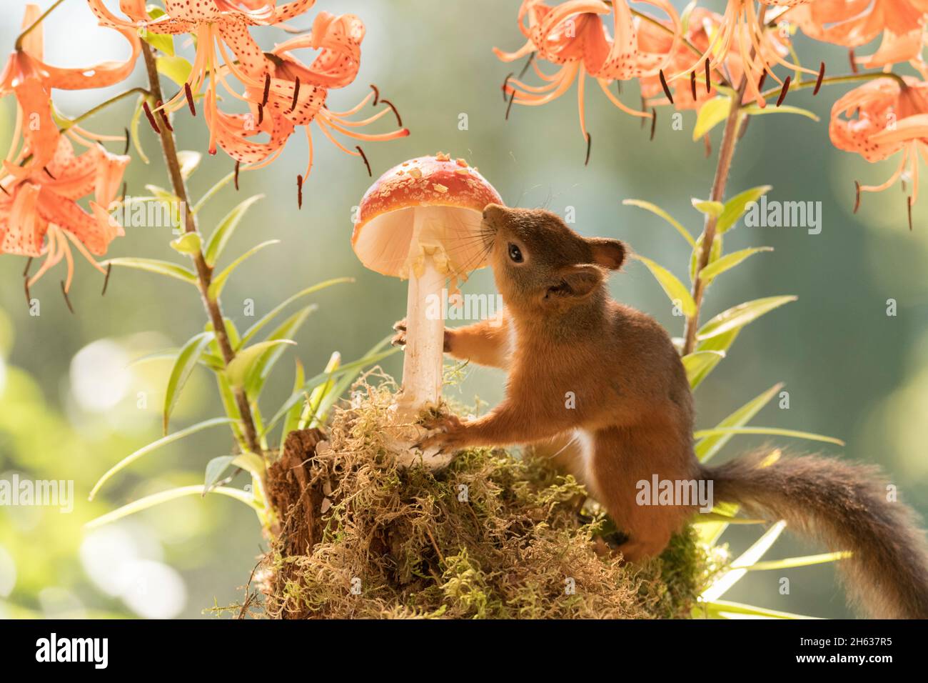 red squirrel with tiger lilies and toadstool Stock Photo Alamy