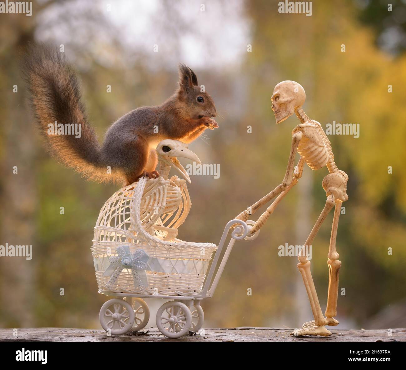 skeleton bird and red squirrel on a stroller with a skeleton Stock Photo