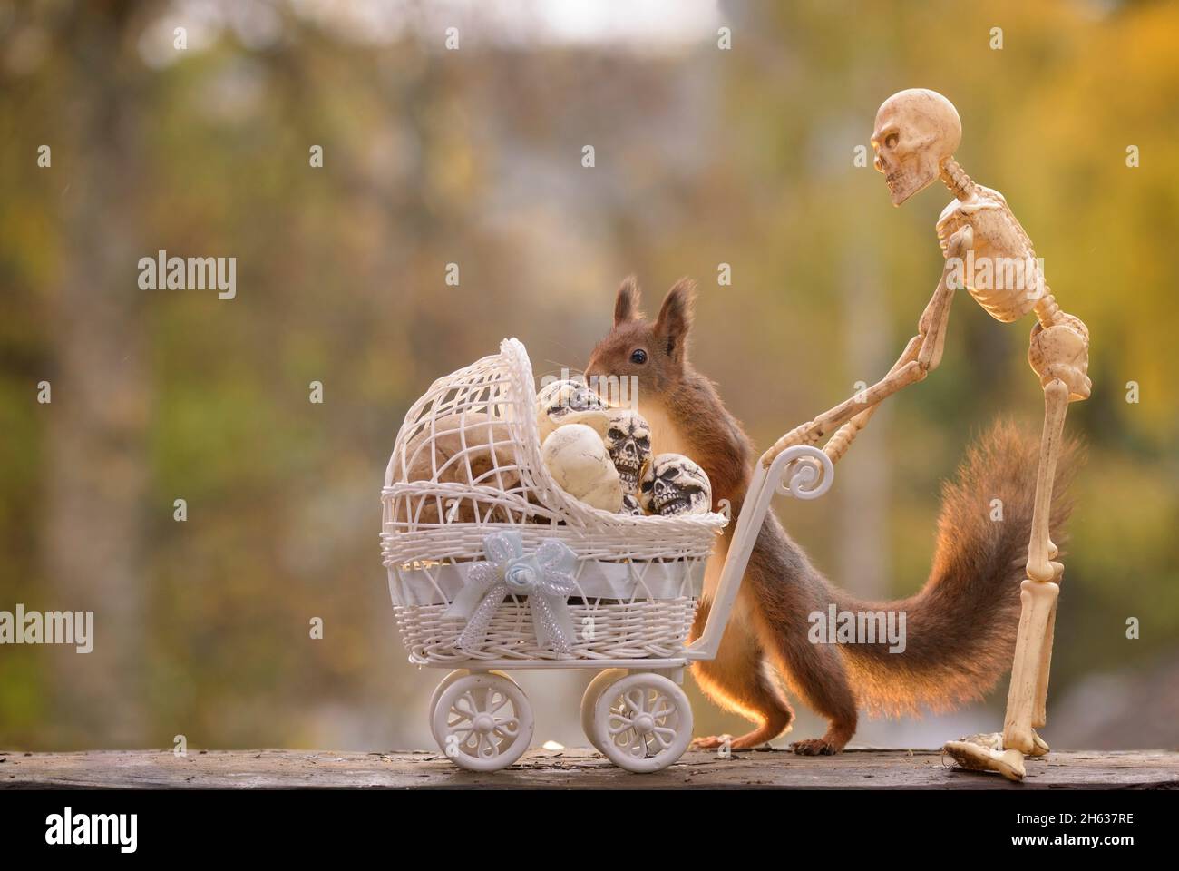 skulls and red squirrel with a stroller and a skeleton Stock Photo