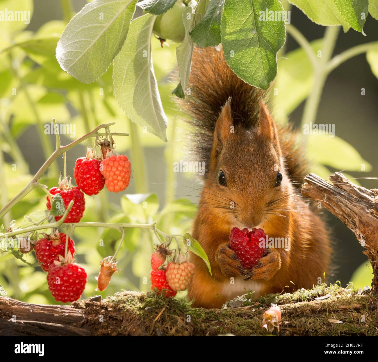 red squirrel is eating a heart formed raspberry Stock Photo Alamy