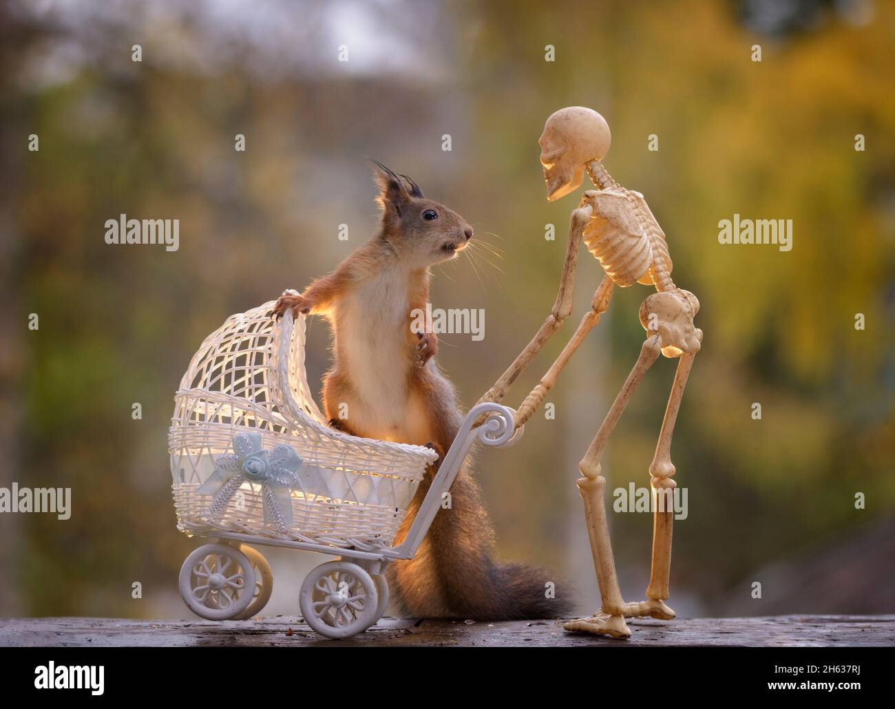 red squirrel sitting in a stroller with a skeleton Stock Photo