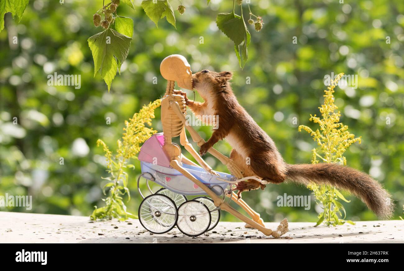 red squirrel and skeleton on a stroller Stock Photo