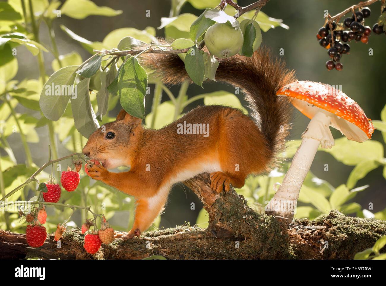 red squirrel is eating raspberries with mushroom behind Stock Photo Alamy