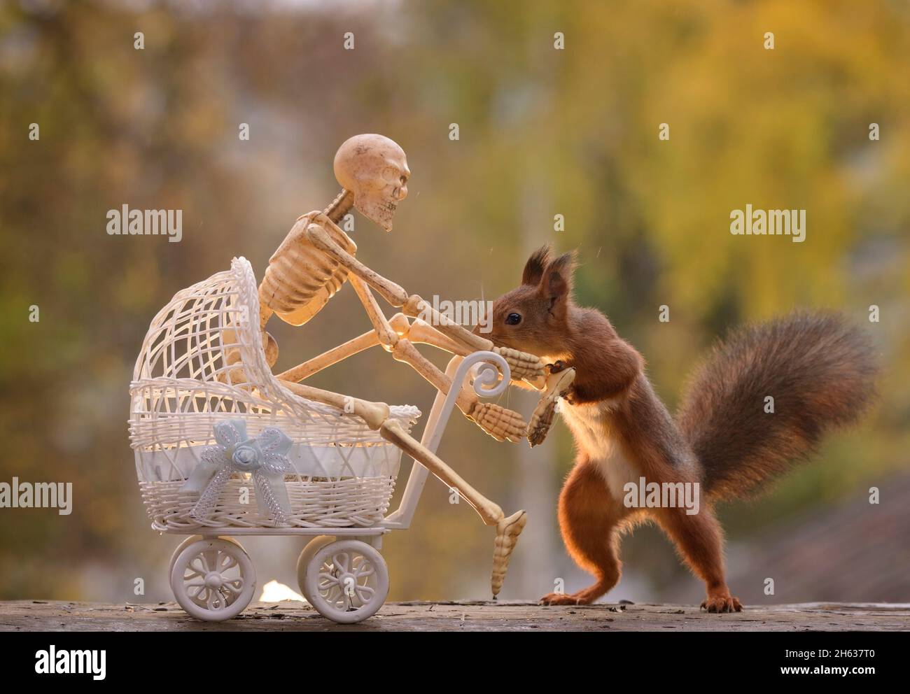 red squirrel is holding a stroller with a skeleton Stock Photo