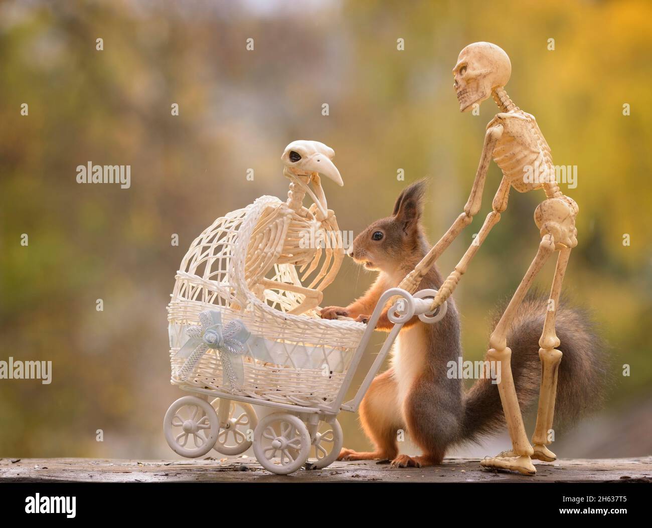 skeleton bird and red squirrel with a stroller and a skeleton Stock Photo