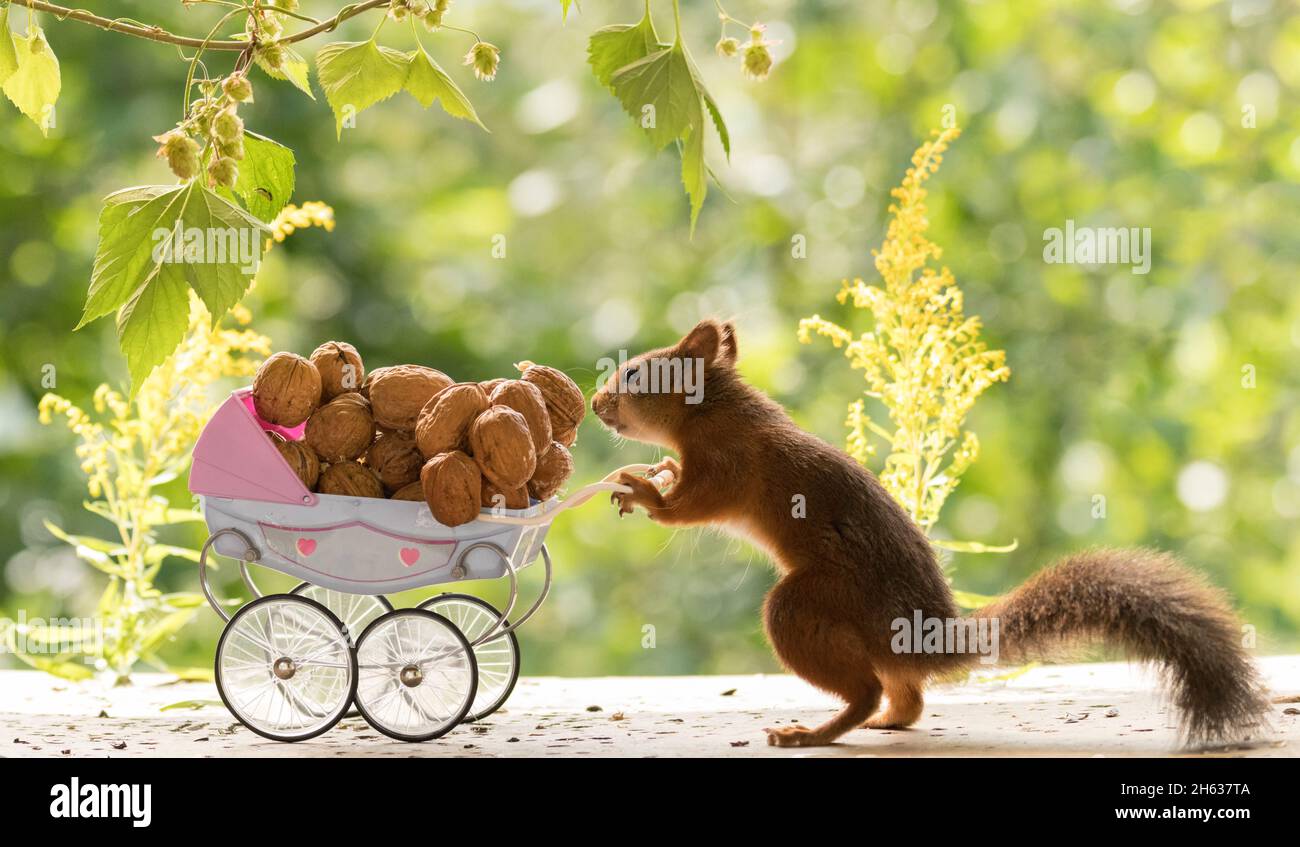 red squirrel standing with an stroller Stock Photo