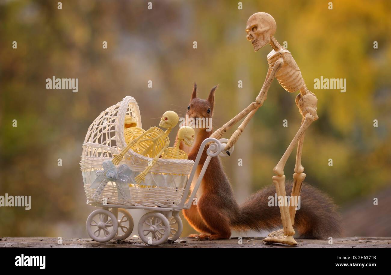 red squirrel with skeletons in a stroller with a skeleton behind Stock Photo