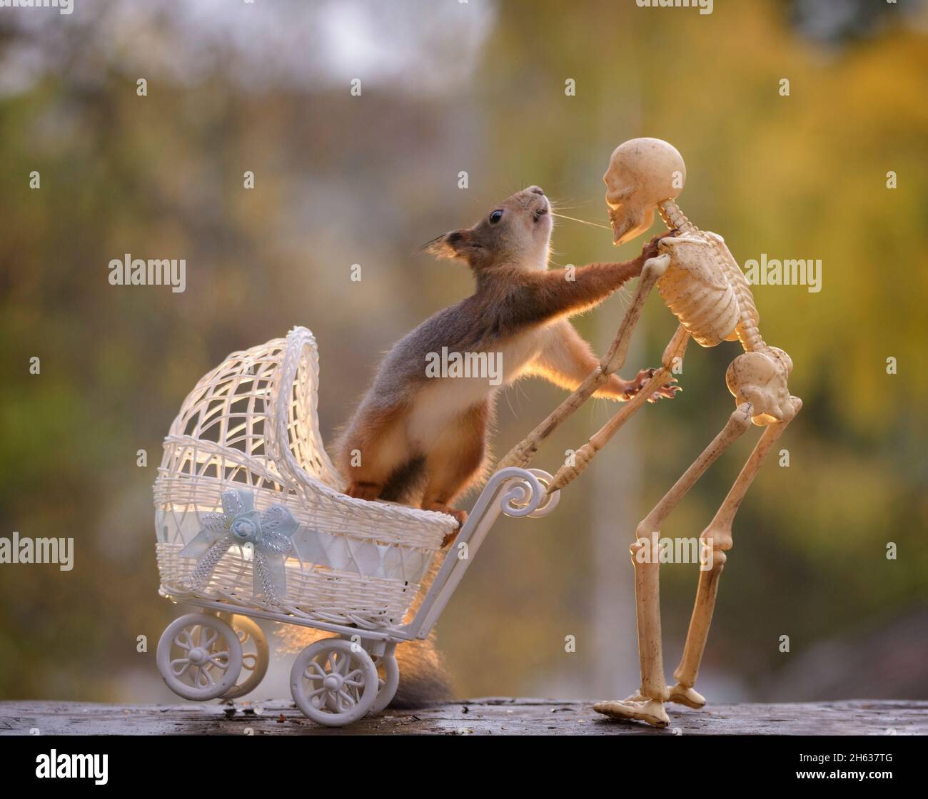 red squirrel standing in a stroller touching a skeleton Stock Photo