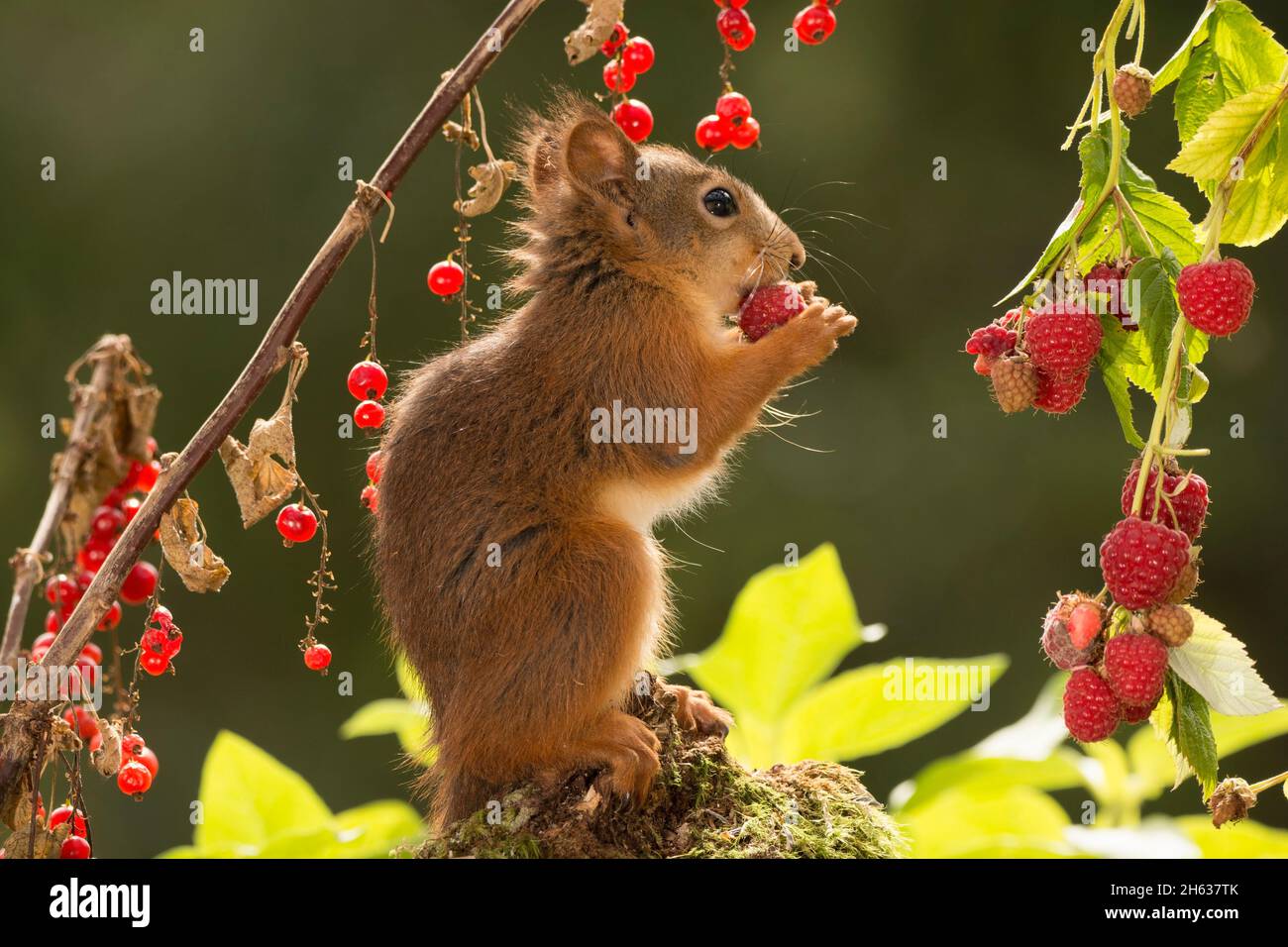 young red squirrel is eating a raspberry Stock Photo Alamy