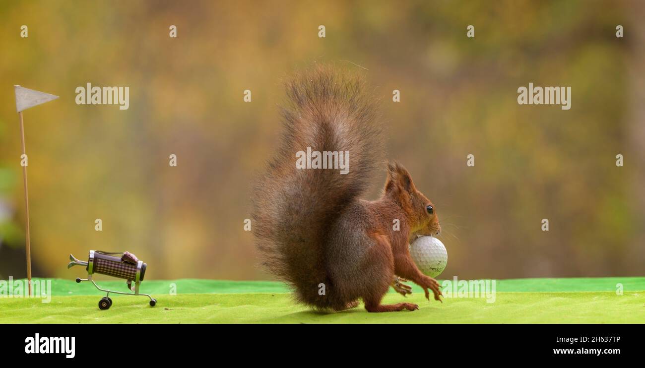 red squirrel is holding a golfball in mouth Stock Photo