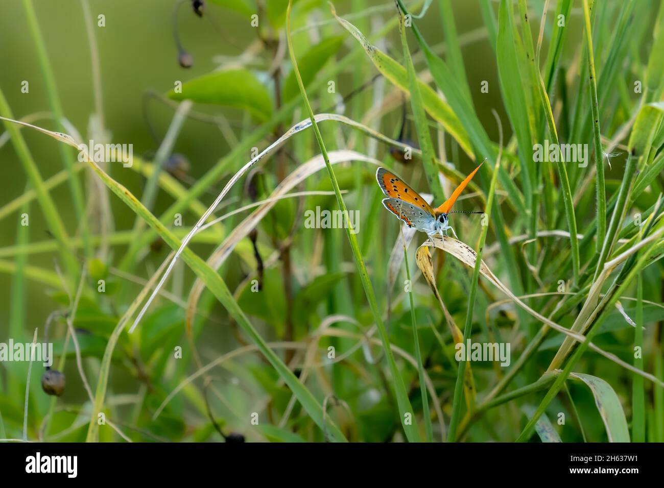 Soft focus of large copper butterfly on a grass blade at a field Stock Photo