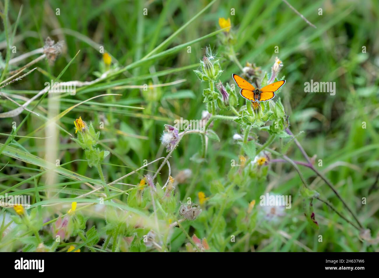 Soft focus of large copper butterfly on a plant at a meadow Stock Photo