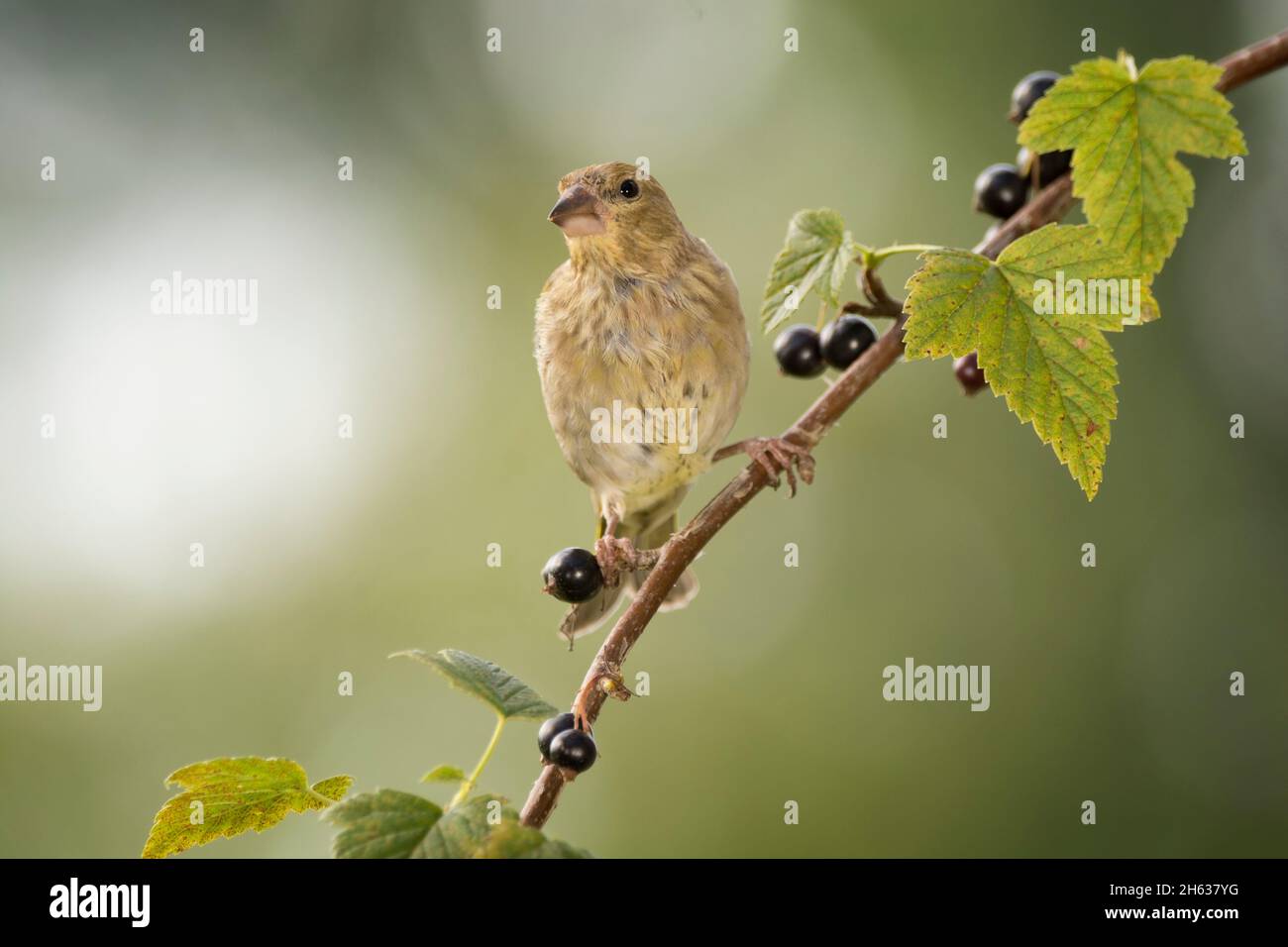 green finch is standing on black currant branches Stock Photo