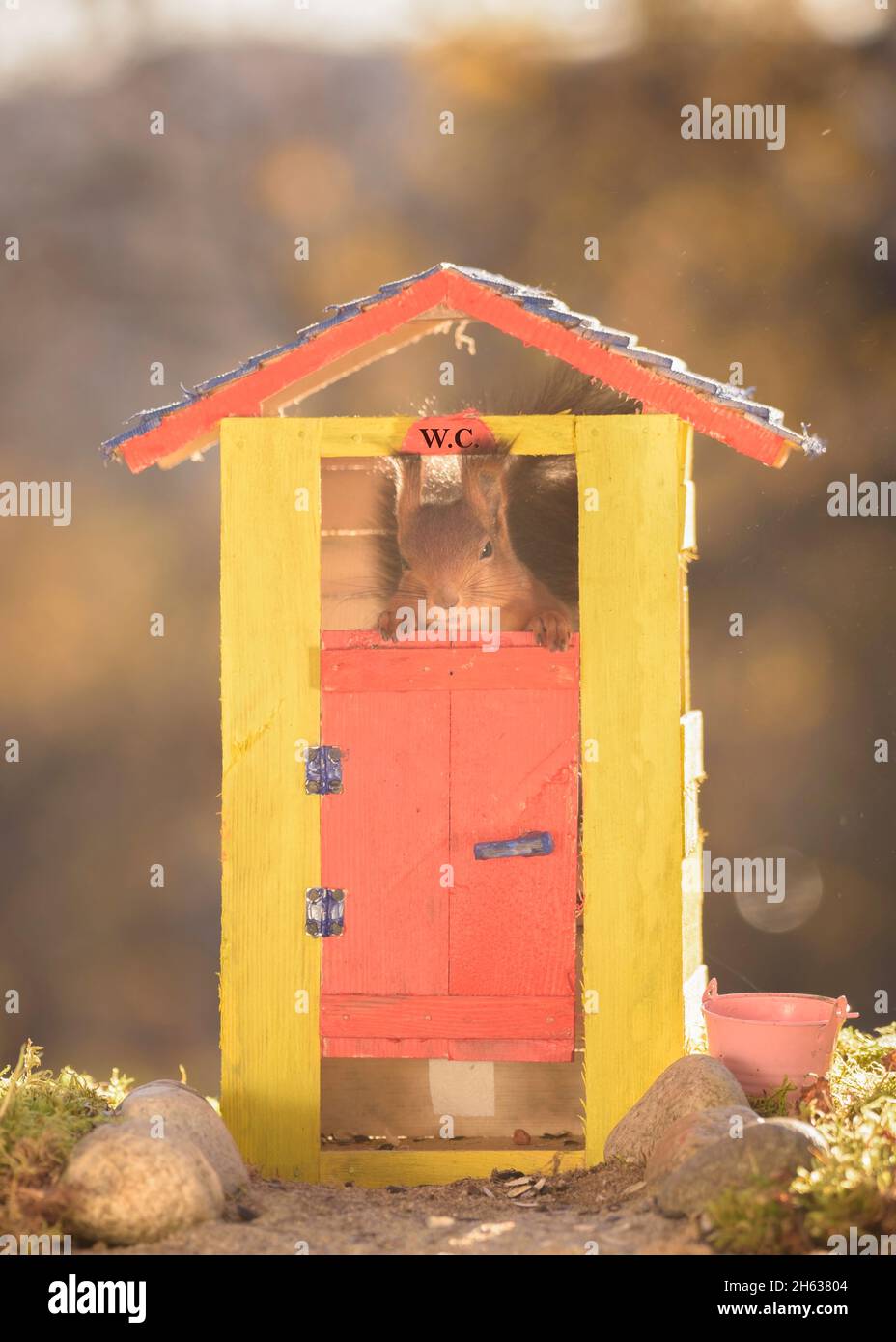 red squirrel is standing in an out house Stock Photo