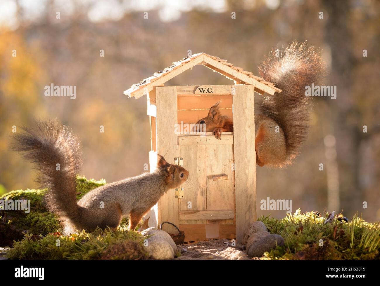 red squirrels are with a out house Stock Photo