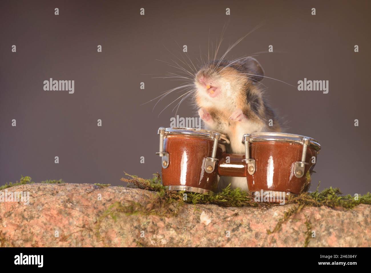 mouse with open mouth holding bongo drums Stock Photo