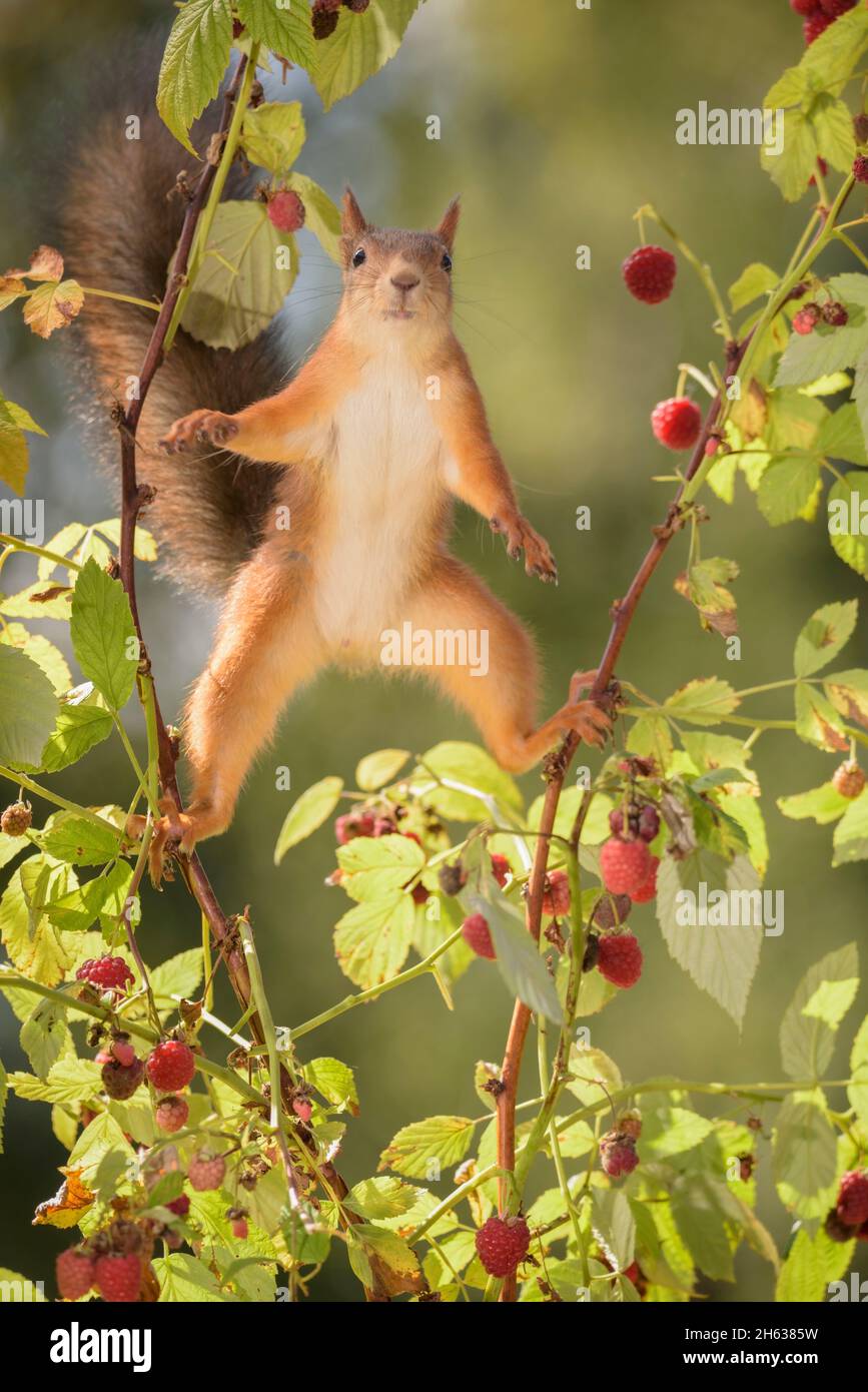 red squirrel is standing in split with raspberries Stock Photo Alamy