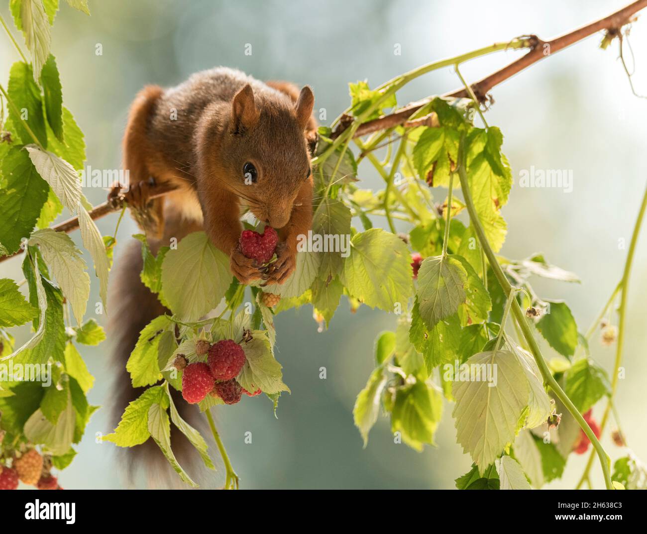 Red squirrels eating raspberries hires stock photography and images