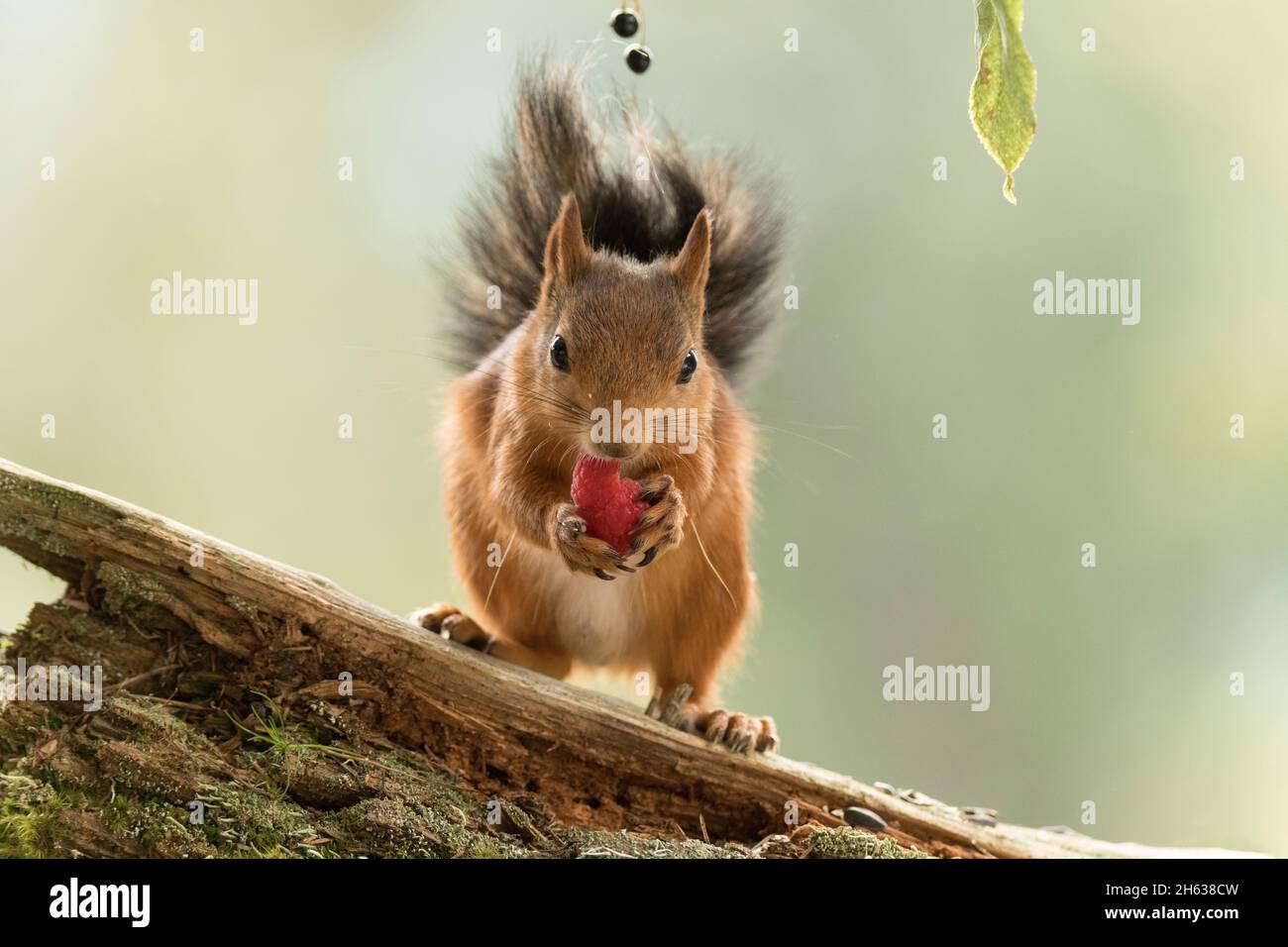 red squirrel is eating a raspberry Stock Photo Alamy
