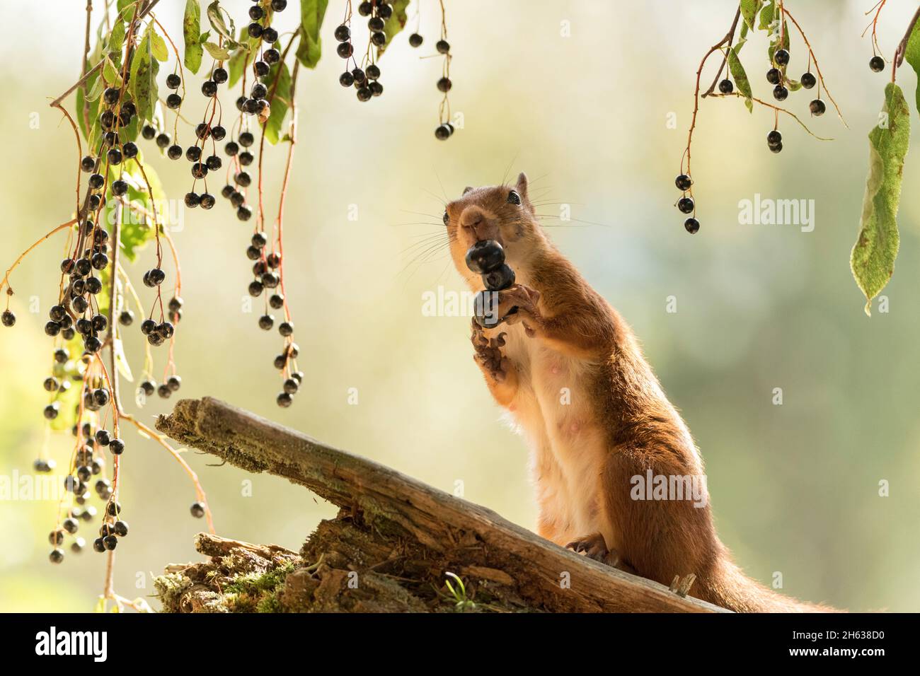 red squirrel is eating blueberries Stock Photo